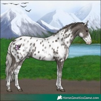 Horse Color:White Spotted Silver Black Tobiano Near Leopard