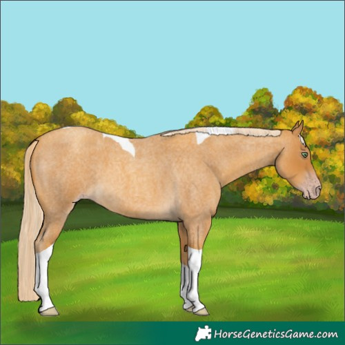 Horse Color:Gray Gold Cream Champagne Roan Tobiano