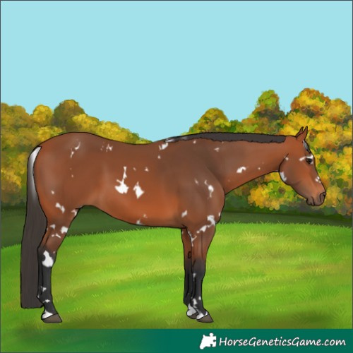 Horse Color:White Spotted Bay