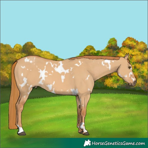 Horse Color:White Spotted Red Dun