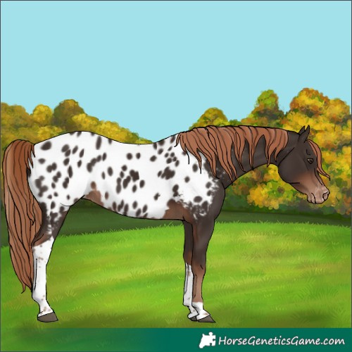 Horse Color:Liver Chestnut Tobiano Appaloosa