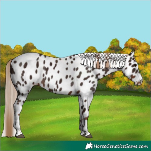 Horse Color:Liver Chestnut Tobiano Appaloosa