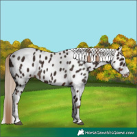 Horse Color:Liver Chestnut Tobiano Leopard