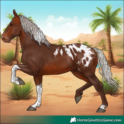 Horse Color:Silver Bay Tobiano Appaloosa 