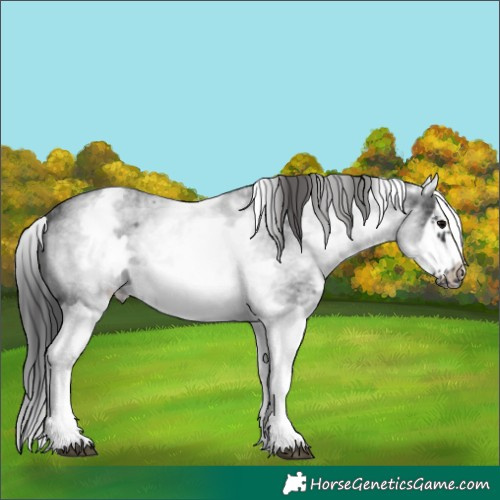 Horse Color:White Spotted Blue Roan Splash Frame Varnish