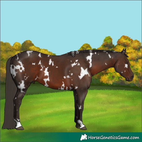 Horse Color:White Spotted Liver Chestnut