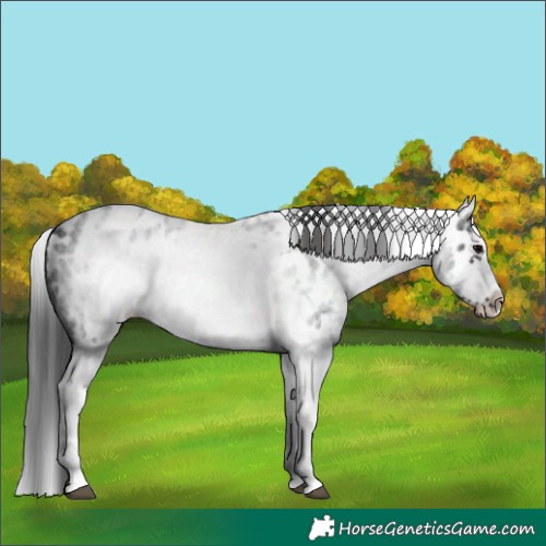 Horse Color:White Spotted Blue Roan Splash Frame Appaloosa 
