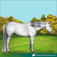 Horse Color:White Spotted Blue Roan Splash Frame Near Leopard