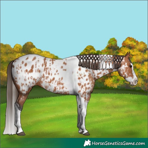 Horse Color:Bay Splash Tobiano Appaloosa and Bay Splash Tobiano Appaloosa