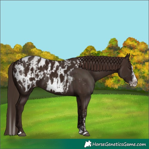 Horse Color:Liver Chestnut Sabino Splash Appaloosa  and Liver Chestnut Sabino Splash Appaloosa Rabicano 