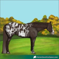 Horse Color:Liver Chestnut Sabino Splash Blanket and Liver Chestnut Sabino Splash Blanket Rabicano