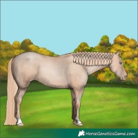 Horse Color:Gold Champagne Pearl Rabicano and Gold Champagne Pearl Rabicano