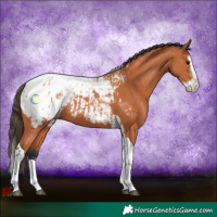 Horse Color:Bay Splash Tobiano Blanket and Bay Splash Tobiano Snowcap