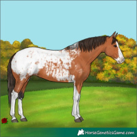 Horse Color:Bay Splash Tobiano Appaloosa and Bay Splash Tobiano Appaloosa