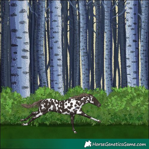 Horse Color:Liver Chestnut Tobiano Appaloosa 