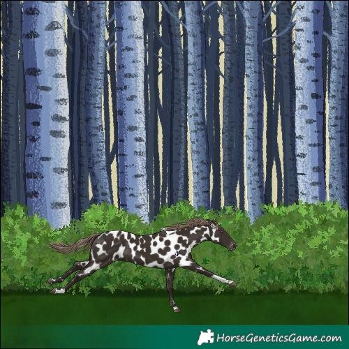 Horse Color:Liver Chestnut Tobiano Near Leopard