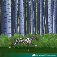 Horse Color:Liver Chestnut Tobiano Near Leopard 