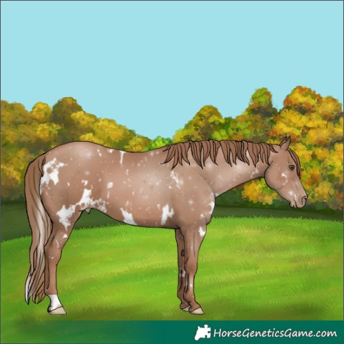 Horse Color:White Spotted Black Pearl 
