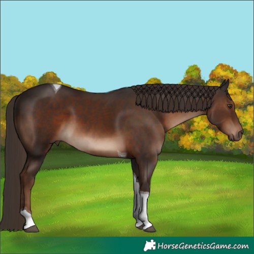 Horse Color:Liver Chestnut Tobiano