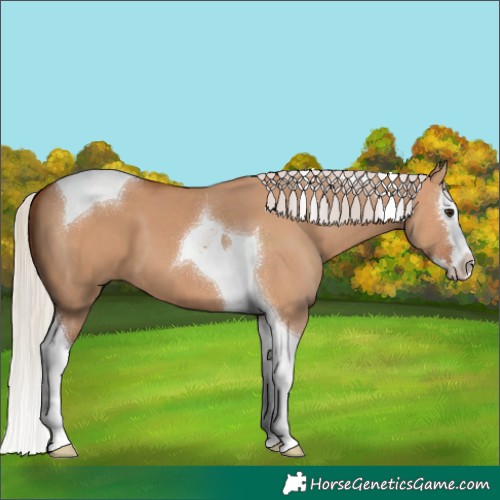 Horse Color:Silver Bay Dun Splash Tobiano