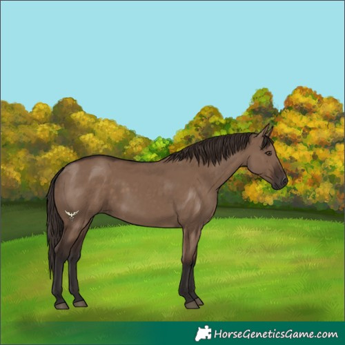 Horse Color:Liver Red Dun Rabicano 