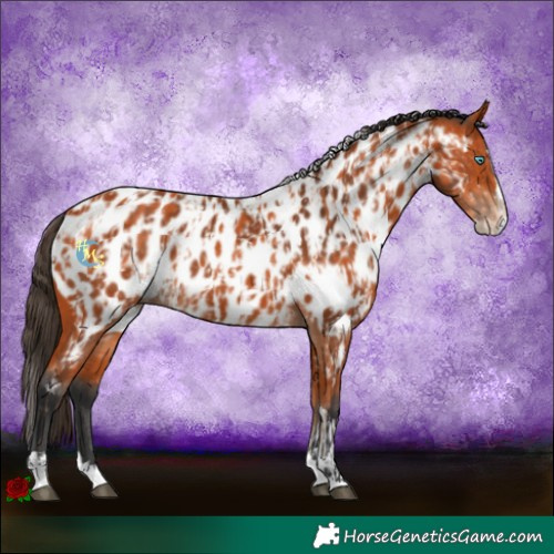 Horse Color:Bay Splash Tobiano Near Leopard  and Bay Splash Tobiano Near Leopard 