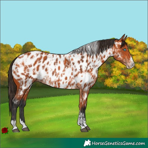 Horse Color:Bay Splash Tobiano Appaloosa  and Bay Splash Tobiano Appaloosa 