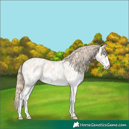 Horse Color:Perlino Sabino Appaloosa and Perlino Sabino Appaloosa