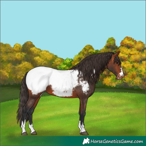 Horse Color:Bay Appaloosa 