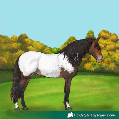 Horse Color:Bay Near Fewspot