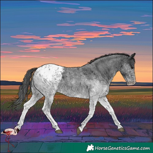 Horse Color:Unknown 