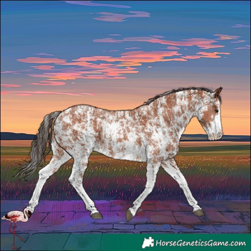 Horse Color:Unknown 