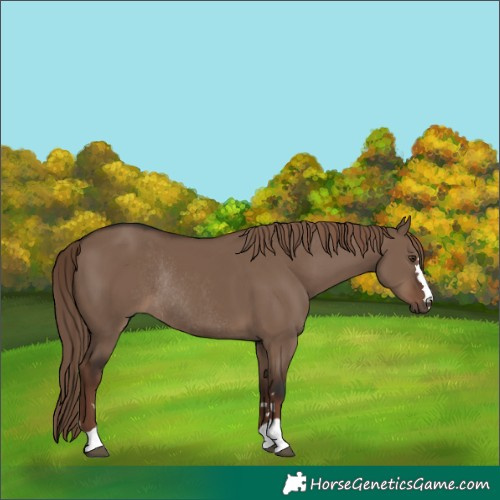 Horse Color:Liver Red Dun Rabicano 