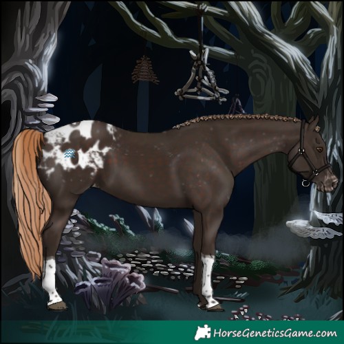 Horse Color:Liver Chestnut Tobiano Appaloosa 