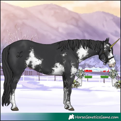Horse Color:Black Sabino 