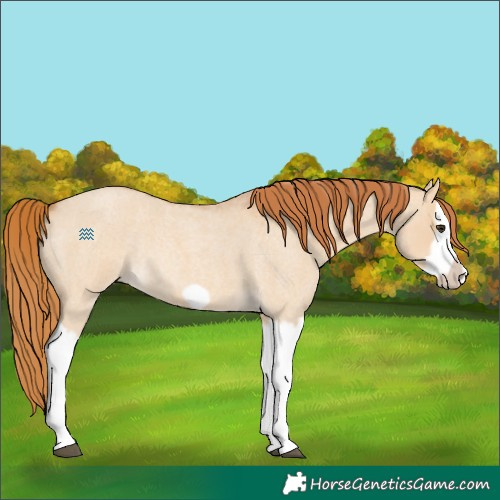 Horse Color:Red Dun Roan Splash Frame Rabicano 