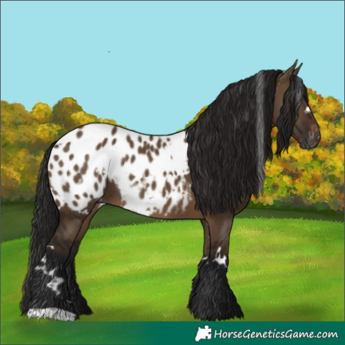 Horse Color:Gray White Spotted Brown Dun Appaloosa 