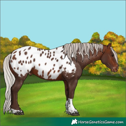 Horse Color:Silver Brown Tobiano Appaloosa