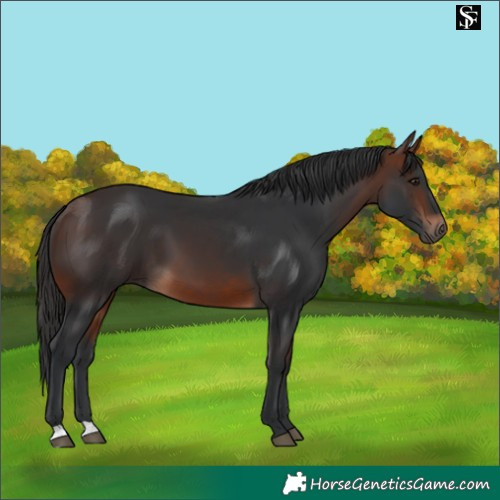 Horse Color:Brown 