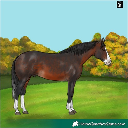 Horse Color:Brown Splash 