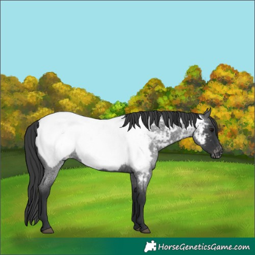 Horse Color:Blue Roan Near Fewspot