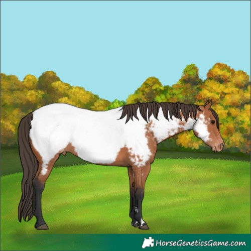 Horse Color:Bay Near Fewspot 