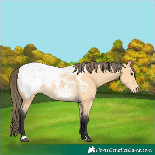 Horse Color:Buckskin Snowcap 