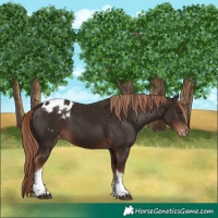 Horse Color:Liver Chestnut Tobiano Appaloosa