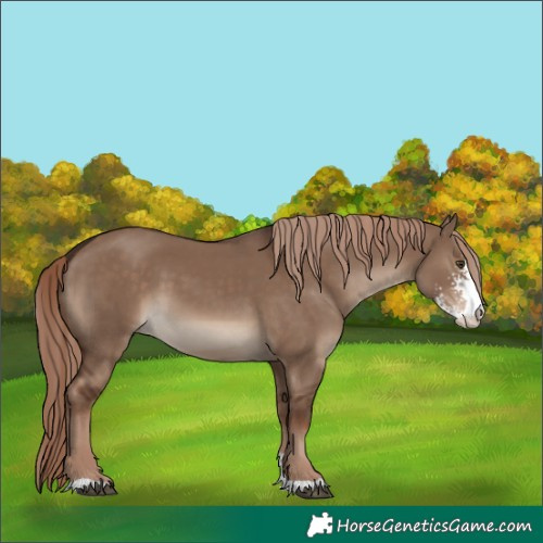 Horse Color:Liver Red Dun Sabino 