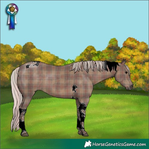 Horse Color:Plaid  Silver Black Tobiano 