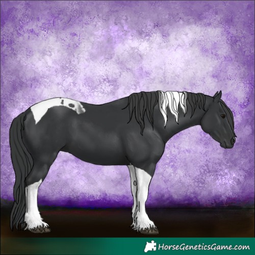 Horse Color:Black Tobiano