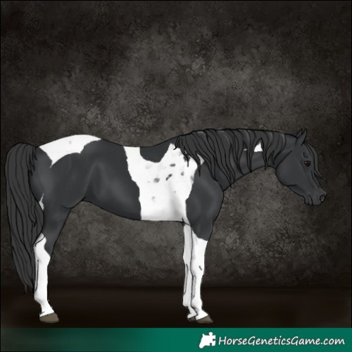 Horse Color:Black Tobiano 