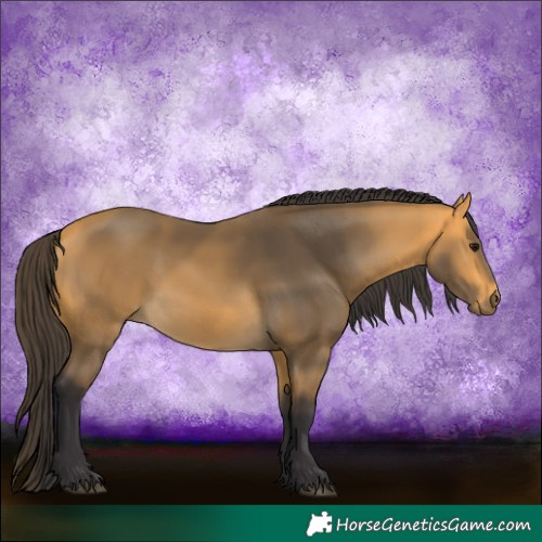 Horse Color:Buckskin