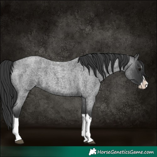 Horse Color:Blue Roan Splash 